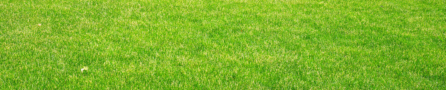 Green grass texture